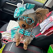 Molly is registered to the contest to win money with this photo: dog, yorkshire_terrier, small_dog, sunglasses, hat, costume, plaid, fashion, dressed_up, pet, animal, passenger_seat, car_interior, travel, leash, collar, sitting, portrait, cute, funny