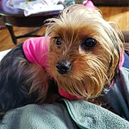 Gwen is registered to the contest to win money with this photo: australian_silky_terrier, australian_terrier, biewer_terrier, canidae, carnivore, chinese_imperial_dog, companion_dog, dog, dog_breed, maltepoo, mammal, morkie, puppy, small_terrier, snout, terrier, toy_dog, vertebrate, yorkipoo, yorkshire_terrier