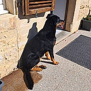 Roxanne a rejoint le concours — aidez-le/la à gagner de superbes lots ! dog, rottweiler, black_and_tan, sitting, doormat, stone_wall, wooden_shutter, sunlight, shadow, outdoor, doorway, pavement, plant_pot, tongue_out, pet, animal, canine, quiet, relaxed, daylight