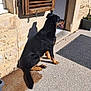 dog, rottweiler, black_and_tan, sitting, doormat, stone_wall, wooden_shutter, sunlight, shadow, outdoor, doorway, pavement, plant_pot, tongue_out, pet, animal, canine, quiet, relaxed, daylight