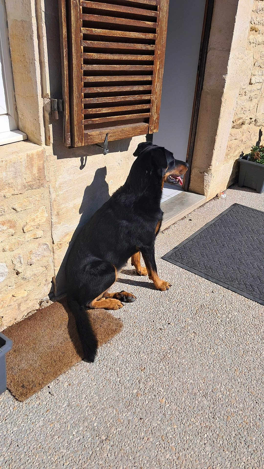 Roxanne a rejoint le concours — aidez-le/la à gagner de superbes lots ! dog, rottweiler, black_and_tan, sitting, doormat, stone_wall, wooden_shutter, sunlight, shadow, outdoor, doorway, pavement, plant_pot, tongue_out, pet, animal, canine, quiet, relaxed, daylight