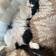 Figaro joined the competition — help win amazing prizes! cat, black_and_white, fluffy, relaxed, lying_down, blanket, patterned, indoor, curtains, soft_light, feline, pet, whiskers, pink_nose, tail, green_eyes, cozy, fur, resting, close_up