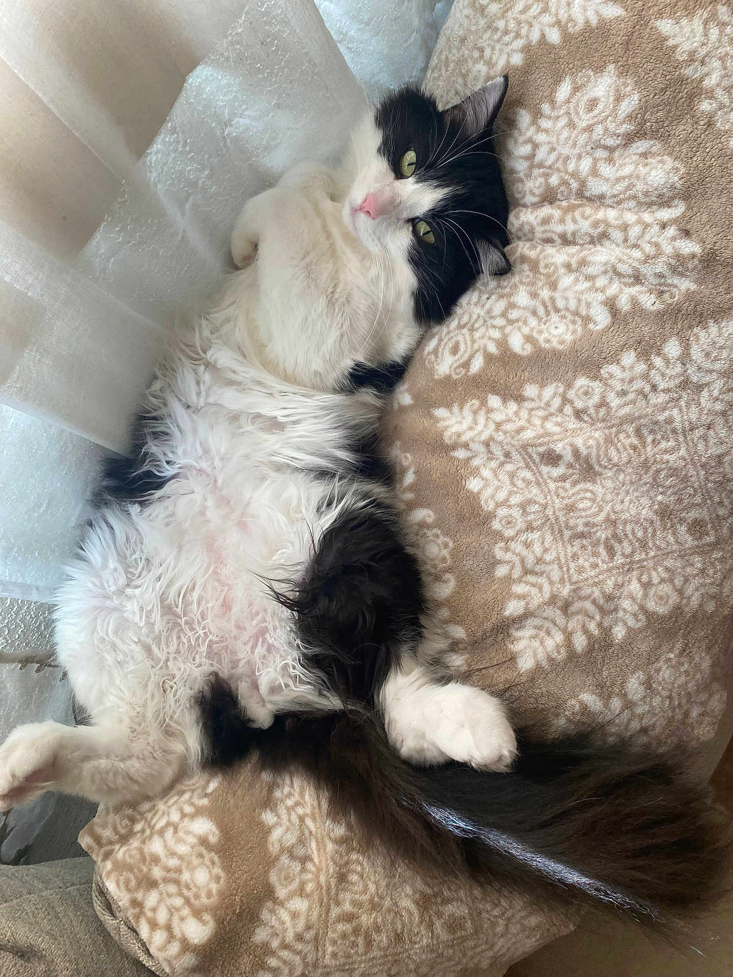 Figaro joined the competition — help win amazing prizes! cat, black_and_white, fluffy, relaxed, lying_down, blanket, patterned, indoor, curtains, soft_light, feline, pet, whiskers, pink_nose, tail, green_eyes, cozy, fur, resting, close_up