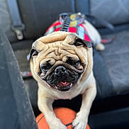 Zeus joined the competition — help win amazing prizes! animal, basketball, car_seat, closeup, cute, dog, harness, indoor, leisure, mammal, paw, pet, playful, pug, seatbelt, smiling, tongue, transport, vehicle, wrinkles