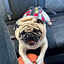 animal, basketball, car_seat, closeup, cute, dog, harness, indoor, leisure, mammal, paw, pet, playful, pug, seatbelt, smiling, tongue, transport, vehicle, wrinkles