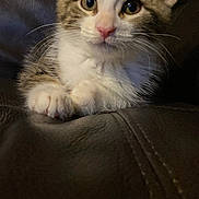 Camila is registered to the contest to win money with this photo: kitten, cat, pet, animal, fur, whiskers, ears, paws, leather, couch, indoor, closeup, cute, curious, young, mammal, feline, portrait, resting, domestic