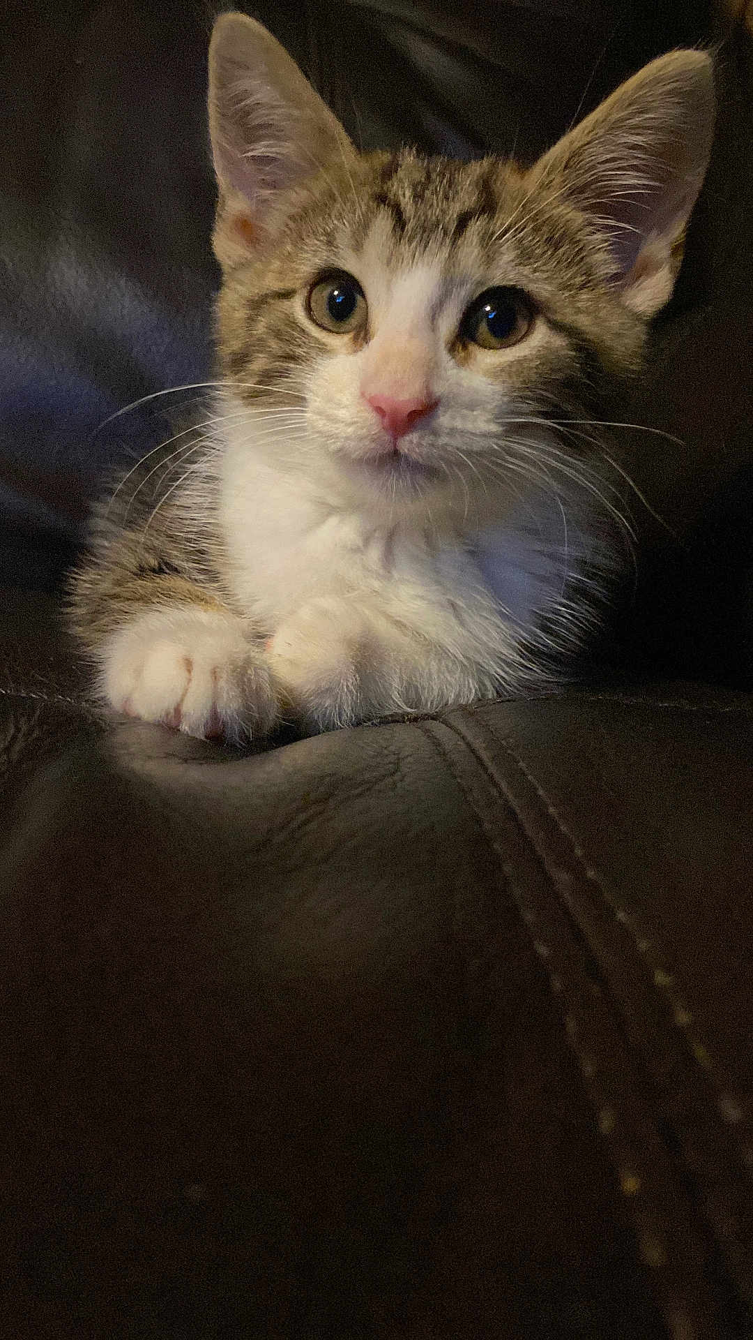 Camila is registered to the contest to win money with this photo: kitten, cat, pet, animal, fur, whiskers, ears, paws, leather, couch, indoor, closeup, cute, curious, young, mammal, feline, portrait, resting, domestic