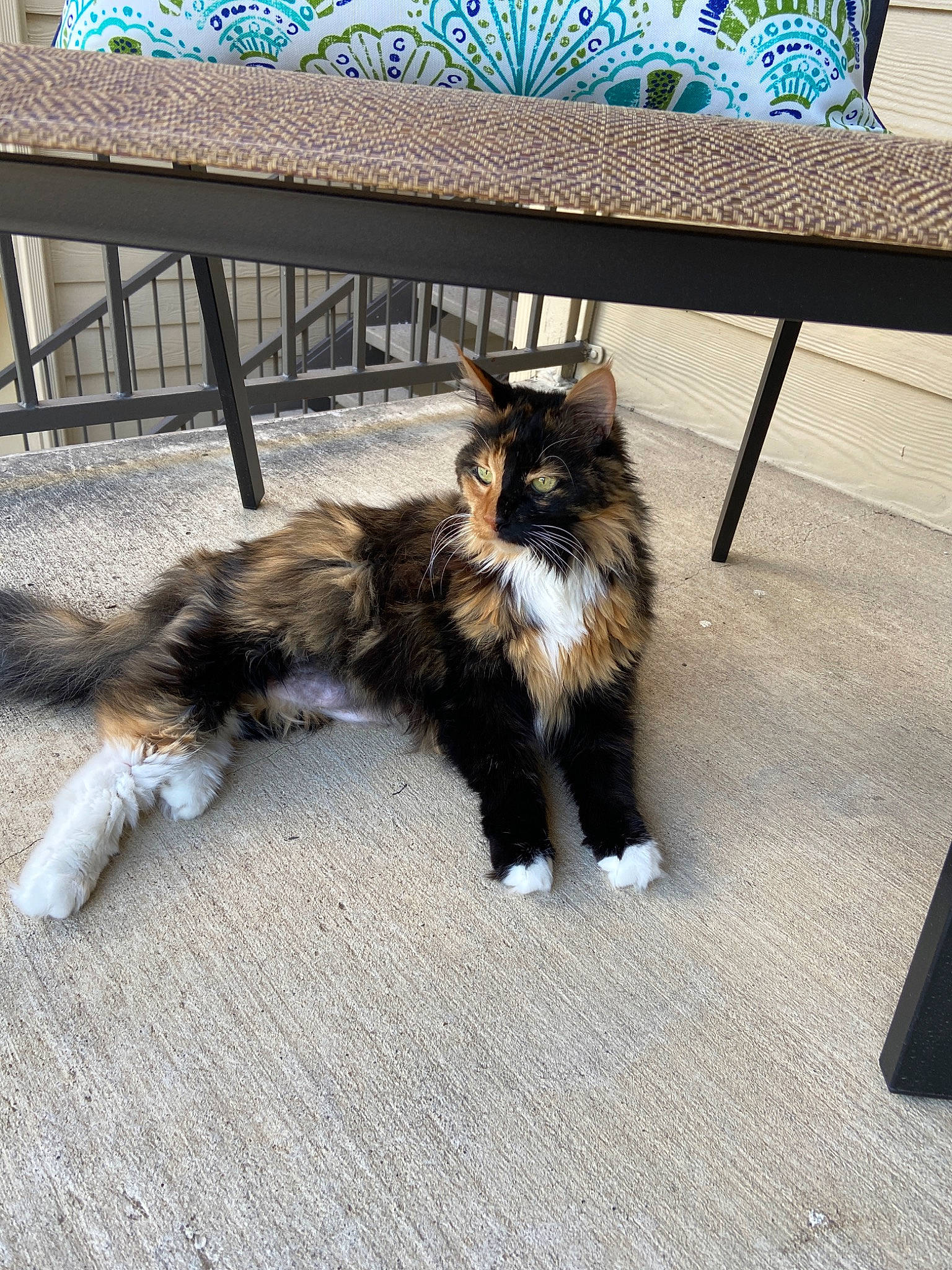 Carly joined the competition — help win amazing prizes! canidae, carnivore, cat, fawn, felidae, floor, fur, kitten, maine_coon, mammal, norwegian_forest_cat, sitting, small_to_medium_sized_cats, table, tail, whiskers