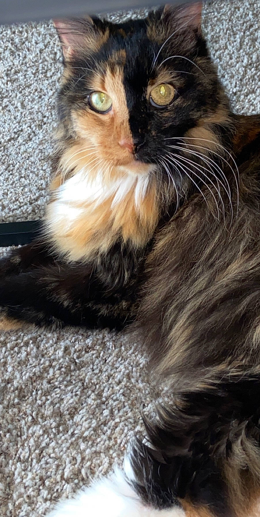 Carly joined the competition — help win amazing prizes! asian, asian_semi_longhair, british_semi_longhair, carnivore, cat, domestic_long_haired_cat, eye, fawn, felidae, fur, kitten, maine_coon, mammal, norwegian_forest_cat, polydactyl_cat, siberian, small_to_medium_sized_cats, snout, vertebrate, whiskers