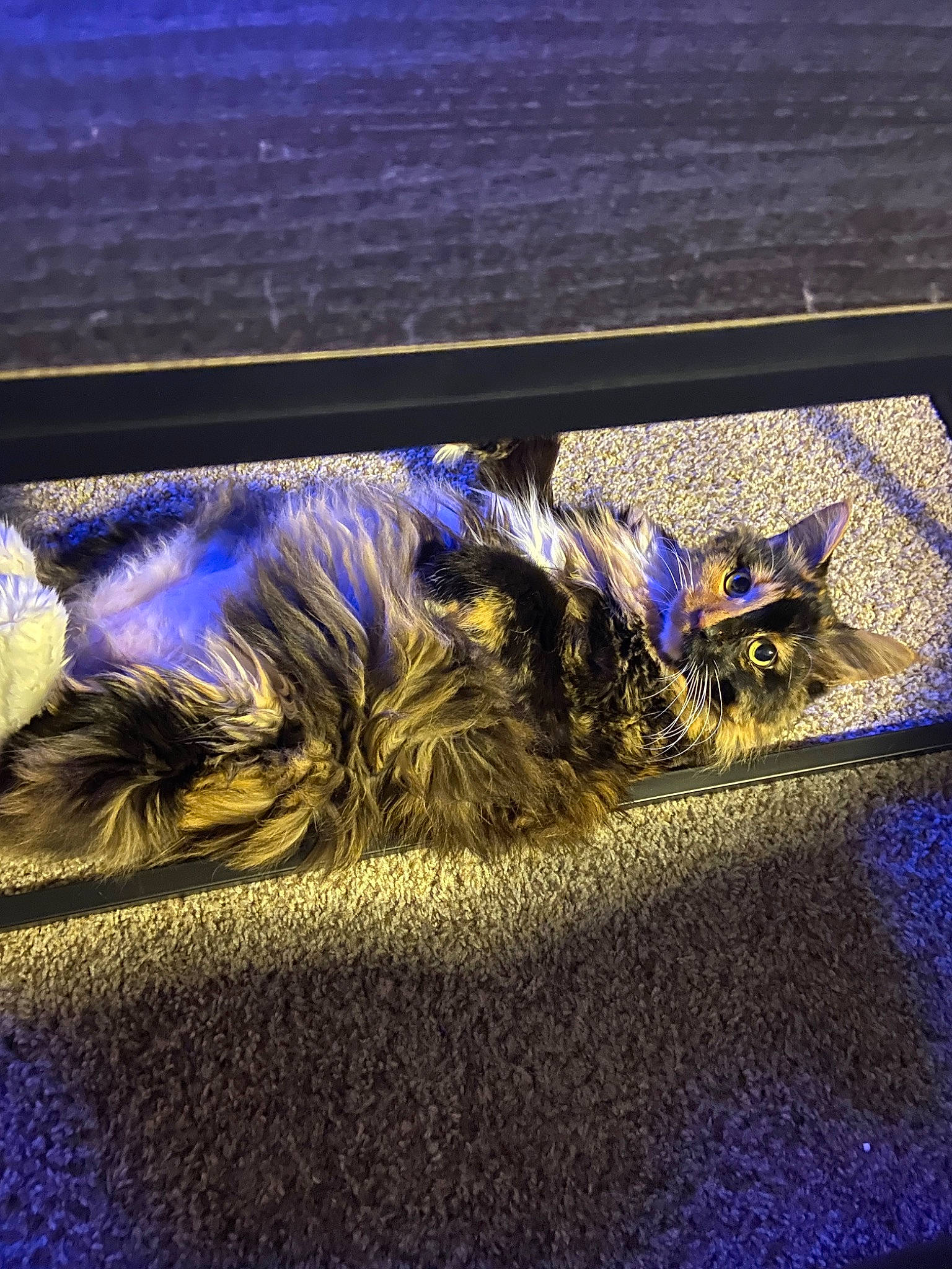 Carly is registered to the contest to win money with this photo: cat, electric_blue, felidae, purple, sky, small_to_medium_sized_cats, whiskers