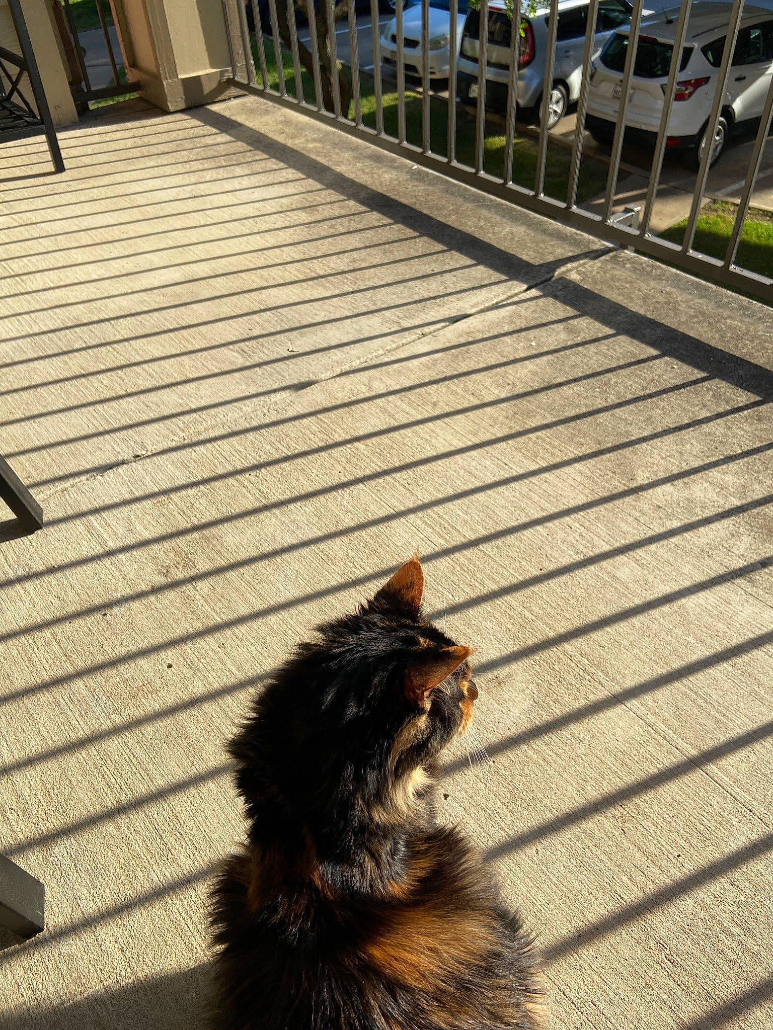 Carly is registered to the contest to win money with this photo: canidae, carnivore, deck, dog, dog_breed, fur, shadow, sidewalk, tail, terrier, walkway