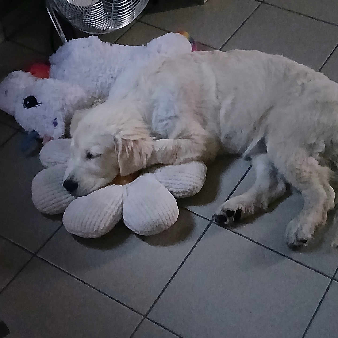 Arya a rejoint le concours — aidez-le/la à gagner de superbes lots ! animal, calm, cozy, cute, dog, domestic, fan, floor, flower_pillow, indoor, pet, puppy, relaxation, resting, sleeping, soft, stuffed_toy, tile_floor, unicorn, white