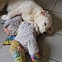 Arya a rejoint le concours — aidez-le/la à gagner de superbes lots ! dog, sleeping, stuffed_toy, unicorn, rainbow, floor, tile, white, fluffy, pet, animal, cute, resting, indoors, cozy, soft, toy, companion, calm, nap