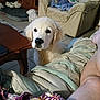 dog, puppy, golden_retriever, living_room, furniture, blanket, person, floor, table, couch, curiosity, indoors, cozy, pet, canine, home, relaxation, fur, tile_floor, casual