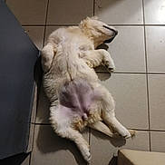 Arya participe au concours pour gagner de l'argent avec cette photo : dog, lying_down, floor, tile, relaxed, pet, indoor, fur, white, canine, sleeping, paw, belly, head, resting, domestic_animal, quiet, calm, companion, animal