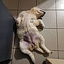 dog, lying_down, floor, tile, relaxed, pet, indoor, fur, white, canine, sleeping, paw, belly, head, resting, domestic_animal, quiet, calm, companion, animal