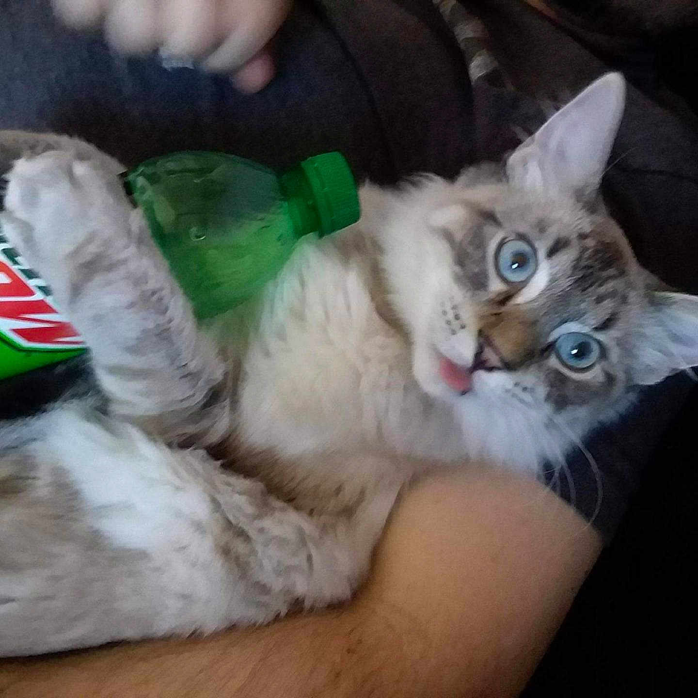 Precious is registered to the contest to win money with this photo: animal, beverage, bottle, cat, couch, face, furniture, green, head, herbal, herbs, kitten, person, pet, photography, plant, portrait, pottedplant, sleeping, soda