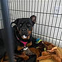 Harley Peach joined the competition — help win amazing prizes! rottweiler, dog, pet, crate, cage, toy, plush_toy, pink_harness, indoor, floor, wall, outlet, resting, black_and_brown, canine, looking_up, fur, ears, nose, mouth