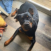 Harley Peach is registered to the contest to win money with this photo: rottweiler, puppy, dog, indoor, wooden_floor, looking_up, ears, pet, canine, curious, brown_and_black, flooring, glass_door, natural_light, home, toy, rug, animal, companion, cute