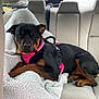 Harley Peach joined the competition — help win amazing prizes! dog, rottweiler, pet, sleeping, car_interior, backseat, blanket, harness, black_and_tan, cozy, animal, resting, transportation, seatbelt, window, fur, paw, relaxation, domestic_animal, vehicle