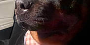 Harley Peach is registered to the contest to win money with this photo: rottweiler, dog, pet, close_up, car_interior, harness, black_fur, brown_fur, seatbelt, animal, canine, resting, indoors, vehicle, portrait, side_view, muzzle, snout, fur_texture, relaxed