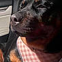 rottweiler, dog, pet, close_up, car_interior, harness, black_fur, brown_fur, seatbelt, animal, canine, resting, indoors, vehicle, portrait, side_view, muzzle, snout, fur_texture, relaxed