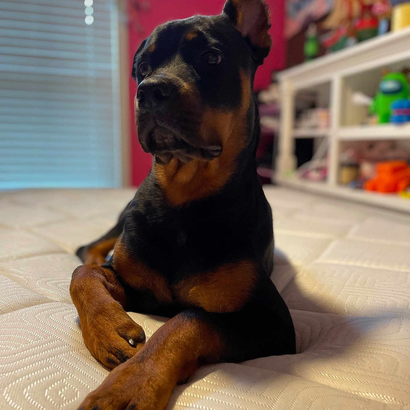 Harley Peach joined the competition — help win amazing prizes! animal, black_and_tan, blurred_background, canine, companion, dog, domestic, fur, furniture, household, indoor, lying_down, mattress, paw, pet, portrait, resting, room, rottweiler, toys