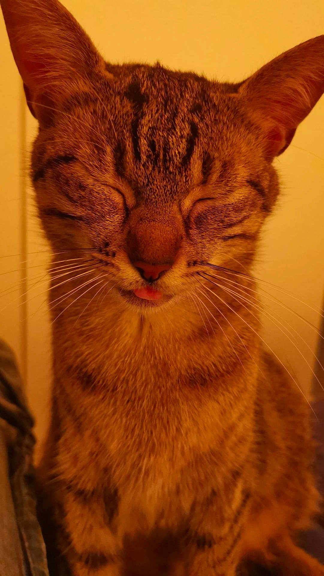 Tsuky participe au concours pour gagner de l'argent avec cette photo : cat, tabby_cat, close_up, animal, pet, whiskers, ears, fur, tongue, sleepy, cute, indoor, mammal, feline, face, portrait, happy, domestic_animal, closeup, warm_lighting