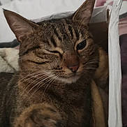 Tsuky participe au concours pour gagner de l'argent avec cette photo : cat, tabby, winking, paw, cardboard_box, indoor, pet, feline, sleepy, cozy, whiskers, fur, closeup, relaxed, bed, blanket, brown, striped, cute, animal