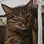 cat, tabby, winking, paw, cardboard_box, indoor, pet, feline, sleepy, cozy, whiskers, fur, closeup, relaxed, bed, blanket, brown, striped, cute, animal