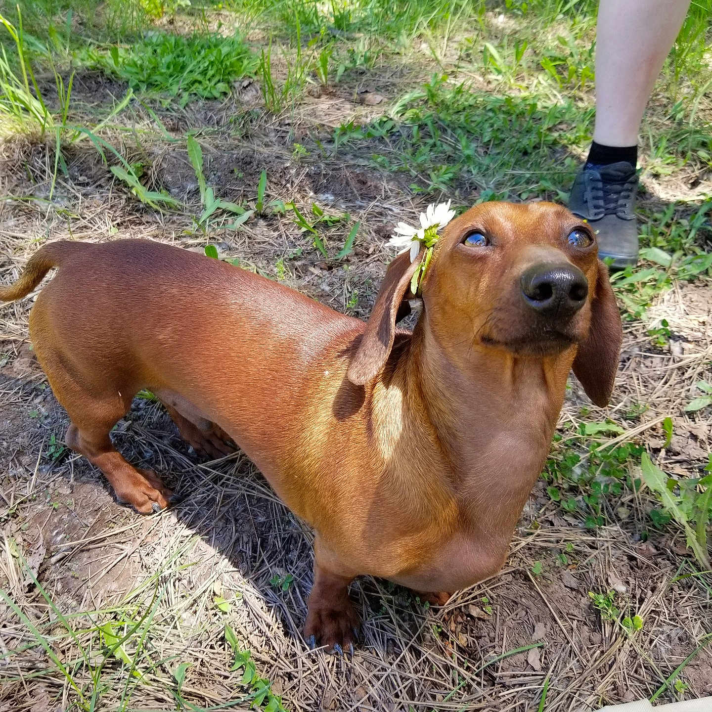 Bailey