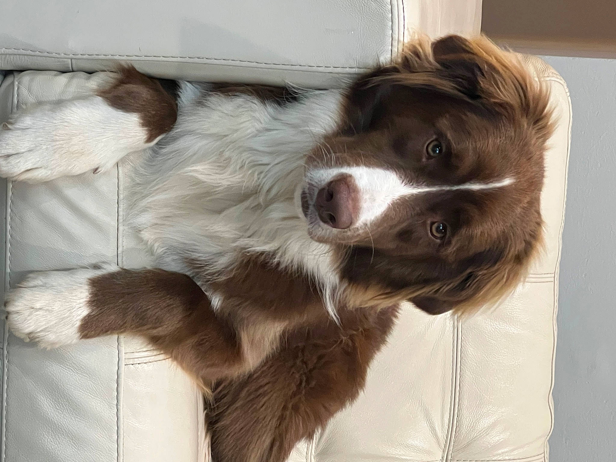 Nakoa is registered to the contest to win money with this photo: border_collie, canidae, carnivore, companion_dog, dog, dog_breed, dog_collar, french_spaniel, fur, gun_dog, liver, spaniel, sporting_group, whiskers, working_animal