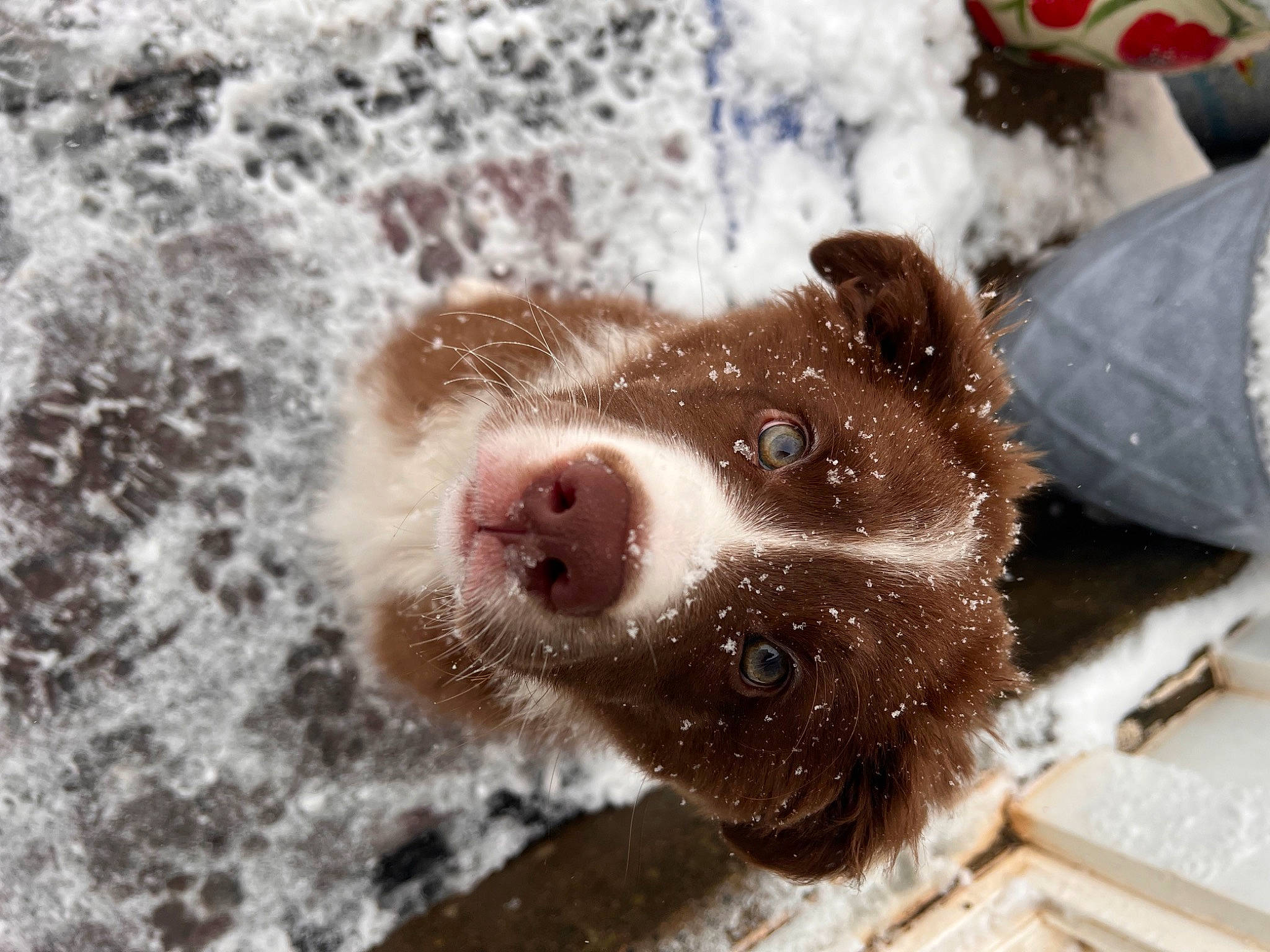Nakoa joined the competition — help win amazing prizes! canidae, carnivore, companion_dog, dog, dog_breed, freezing, frost, fur, liquid, paw, precipitation, snout, snow, sporting_group, terrestrial_animal, water, whiskers, window, winter, working_animal