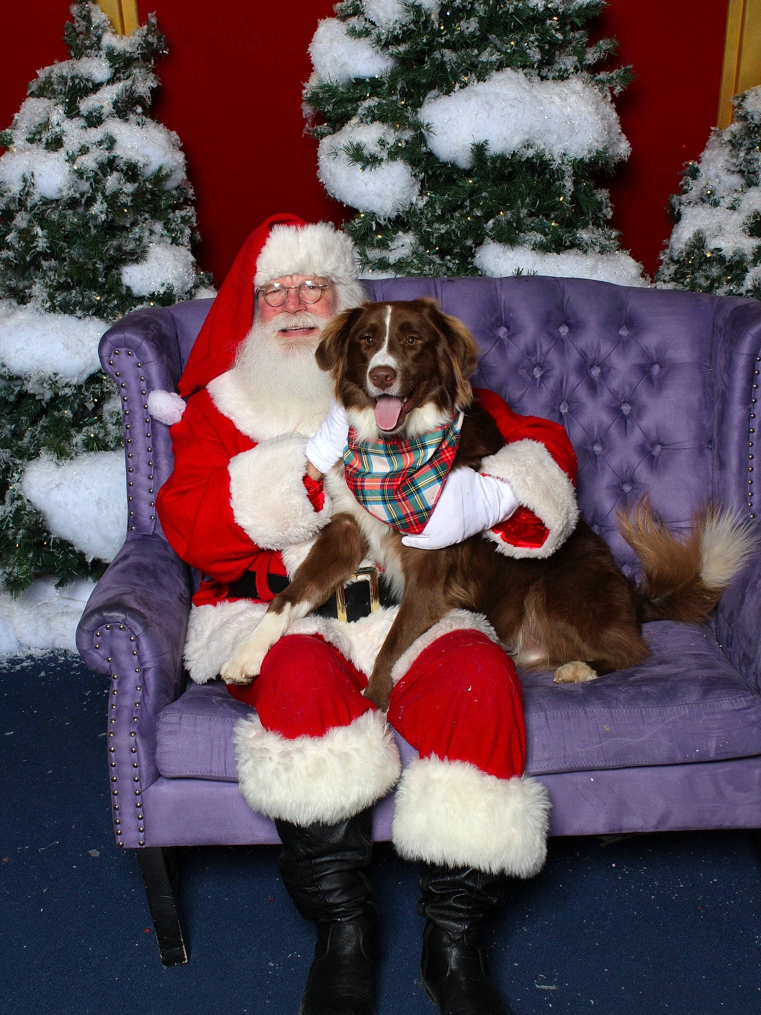 Nakoa joined the competition — help win amazing prizes! carnivore, christmas, christmas_decoration, christmas_ornament, christmas_tree, companion_dog, dog, event, fictional_character, fur_clothing, hat, holiday, holiday_ornament, lap, ornament, red, santa_claus, snow, white, winter