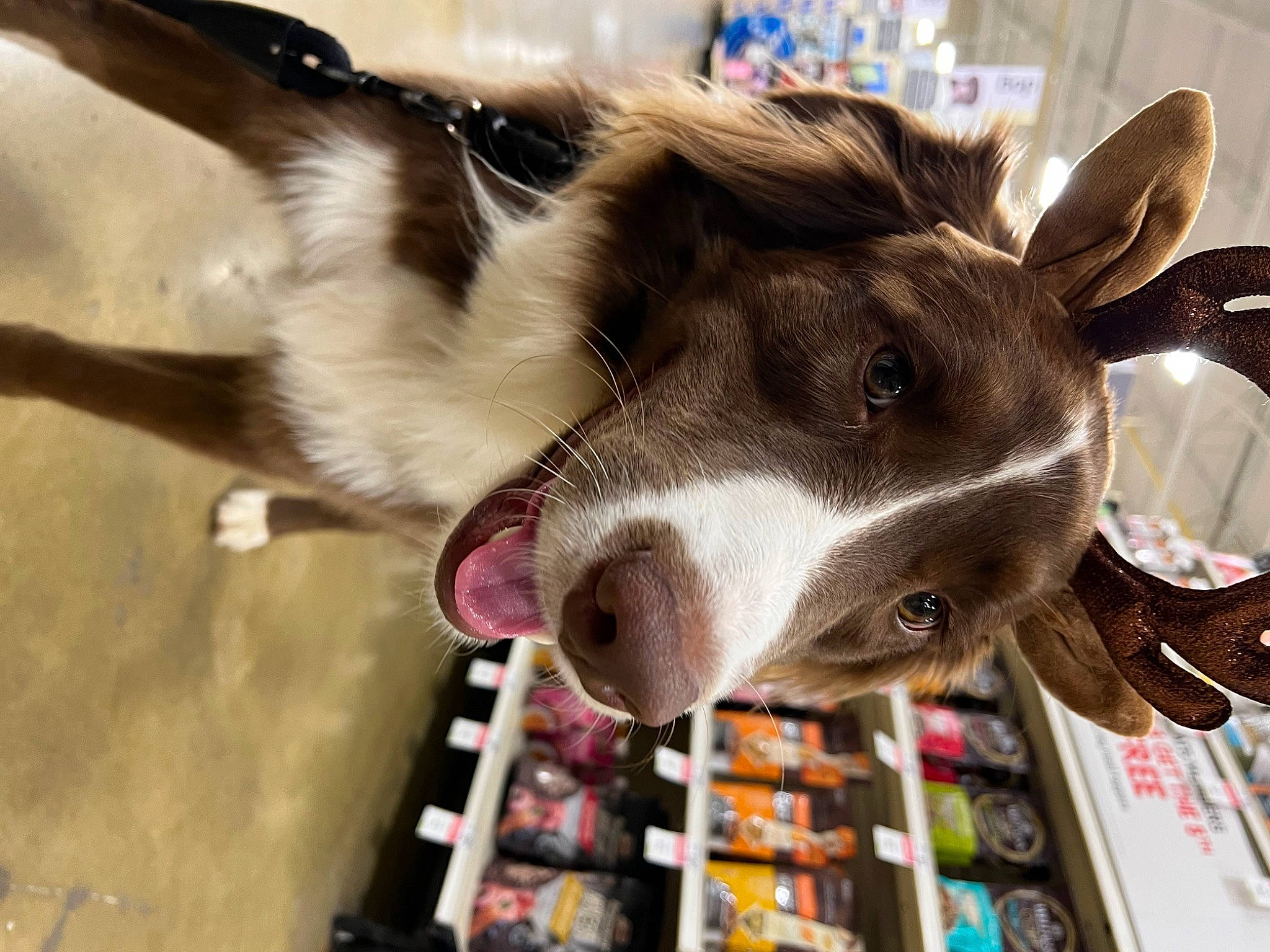 Nakoa joined the competition — help win amazing prizes! canidae, collar, companion_dog, dairy, dog_breed, ear, fawn, felidae, fur, liver, pack_animal, publication, shelf, shelving, small_to_medium_sized_cats, sporting_group, tail, whiskers, working_animal