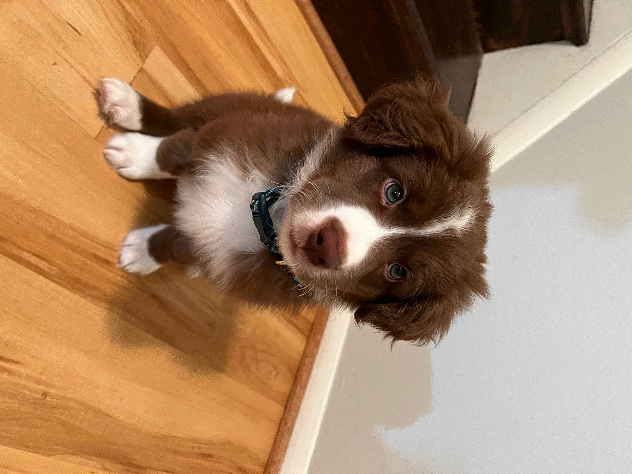 Nakoa joined the competition — help win amazing prizes! carnivore, companion_dog, dog, dog_breed, flooring, fur, hardwood, liver, paw, plank, snout, sporting_group, tail, terrestrial_animal, toy_dog, varnish, whiskers, wood, wood_stain, working_animal