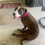 Ivy is registered to the contest to win money with this photo: dog, pet, brown_dog, pink_collar, sitting, concrete_floor, door, doormat, outdoor, happy, looking_back, tail, ears, animal, canine, house, home, furniture, porch, smiling