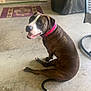 dog, pet, brown_dog, pink_collar, sitting, concrete_floor, door, doormat, outdoor, happy, looking_back, tail, ears, animal, canine, house, home, furniture, porch, smiling