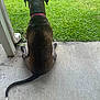 Ivy joined the competition — help win amazing prizes! dog, brindle, collar, sitting, back_view, concrete, patio, grass, lawn, outdoor, daylight, tail, ears, canine, animal, pet, quiet, relaxed, watching, nature