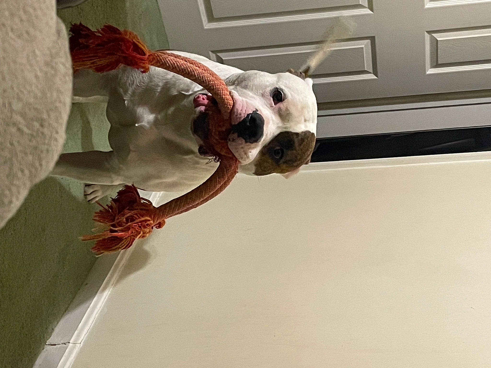 Saint is registered to the contest to win money with this photo: ceiling, door, elbow, houseplant, metal, plant, room, toy, twig, visual_arts, window, wood