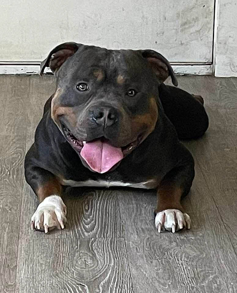 Simba joined the competition — help win amazing prizes! carnivore, collar, companion_dog, dog, dog_breed, dog_collar, fawn, flooring, guard_dog, hardwood, liver, molosser, non_sporting_group, snout, sporting_group, terrestrial_animal, whiskers, wood, working_animal, working_dog