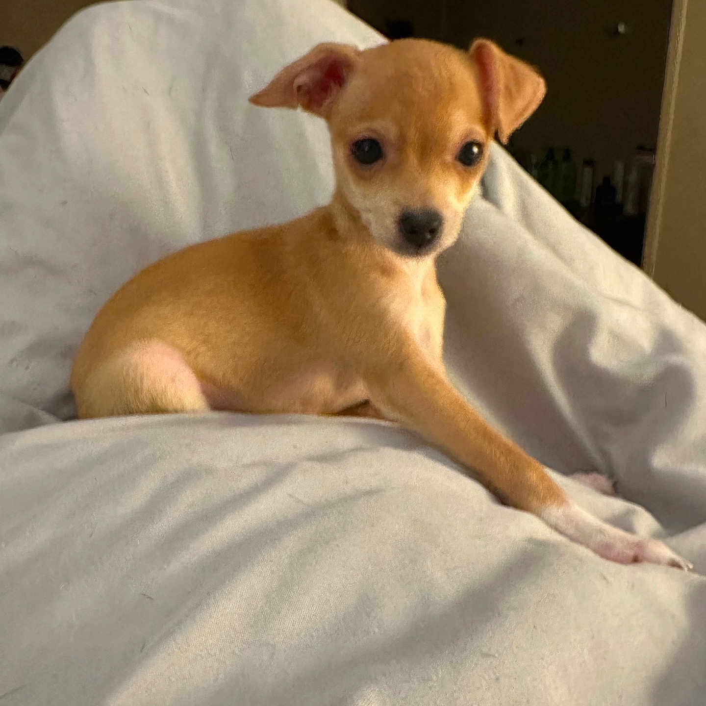 Tanita joined the competition — help win amazing prizes! animal, bed, bedroom, blanket, canine, chihuahua, cushion, dog, furniture, homedecor, hound, indoors, pet, puppy, quilt, room, snout