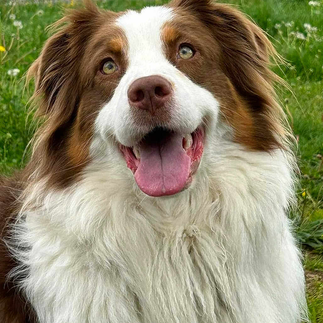 Riley participe au concours pour gagner de l'argent avec cette photo : animal, background, brown_and_white, canine, closeup, dog, ears, fluffy, friendly, fur, grass, happy, mouth, nature, nose, outdoor, pet, portrait, smiling, tongue_out