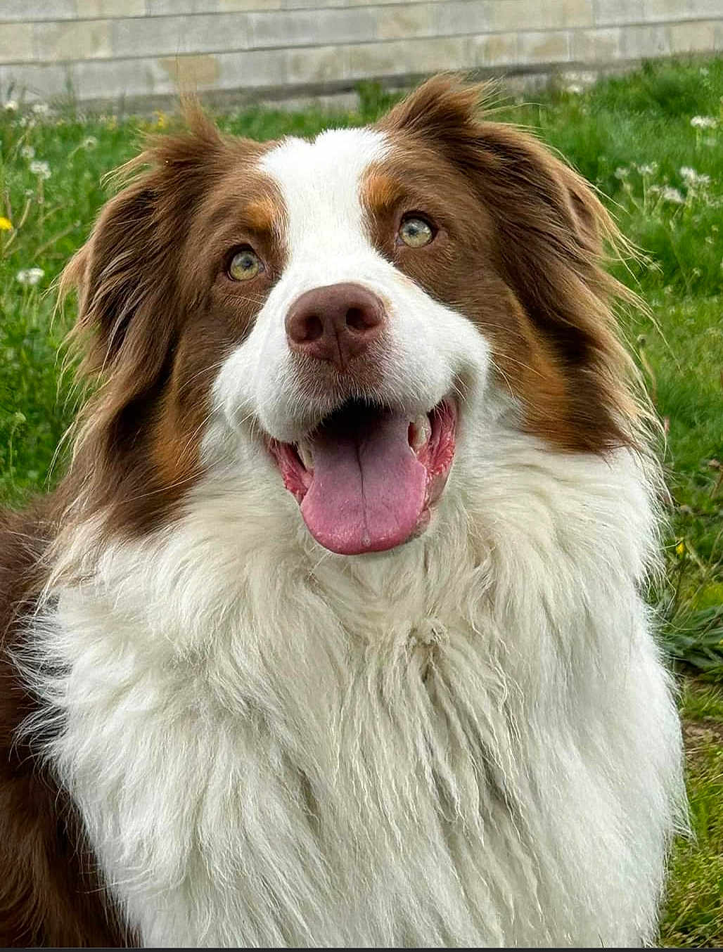 Riley participe au concours pour gagner de l'argent avec cette photo : dog, happy, tongue_out, fluffy, brown_and_white, outdoor, grass, pet, canine, portrait, animal, fur, ears, nose, mouth, smiling, nature, friendly, closeup, background