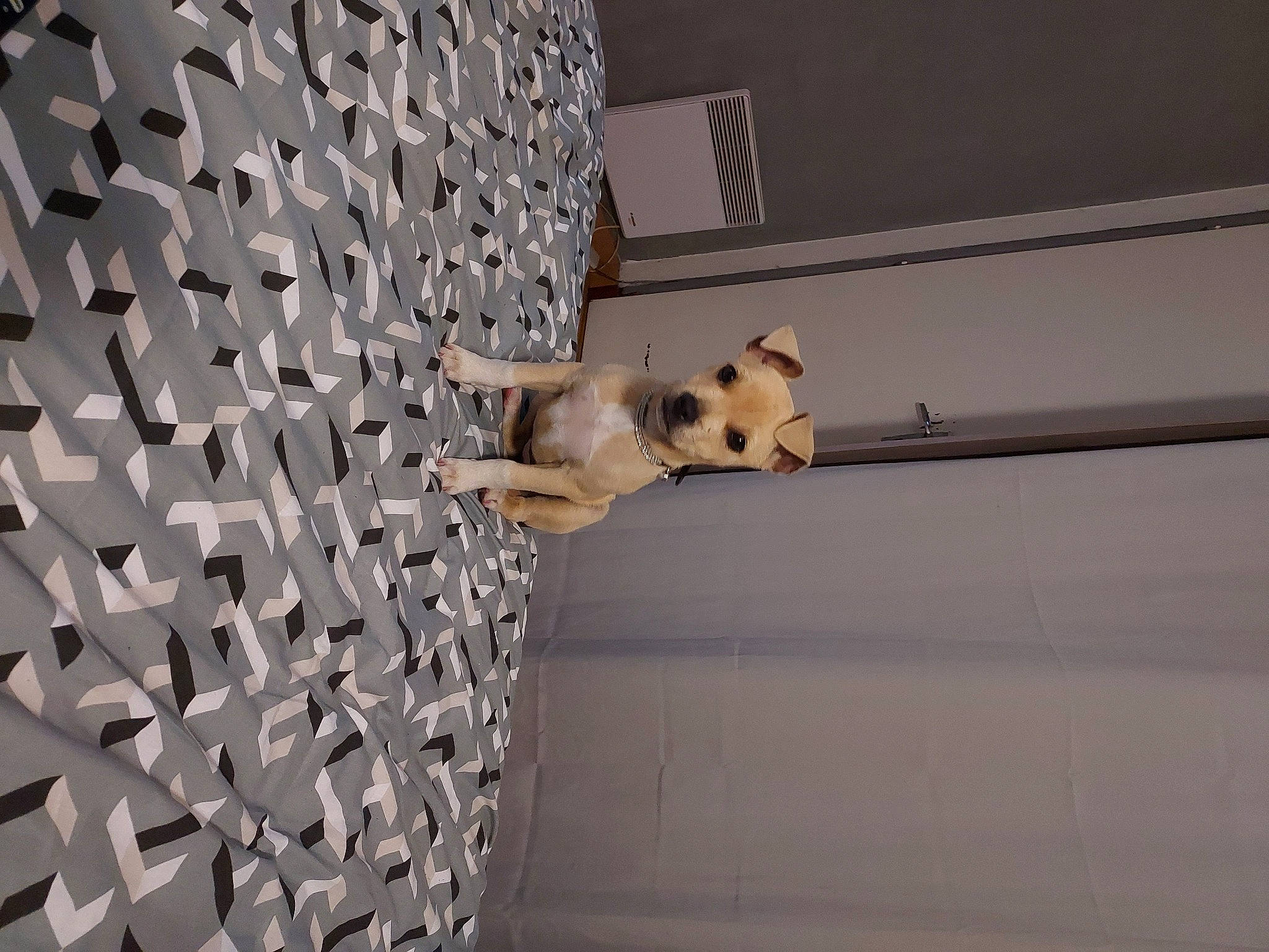 Chouquette a rejoint le concours — aidez-le/la à gagner de superbes lots ! aluminium, art, carnivore, ceiling, composite_material, concrete, dog, door, fawn, felidae, floor, flooring, interior_design, metal, pattern, room, shadow, tile, wood