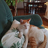 Tigrou participe au concours pour gagner de l'argent avec cette photo : cat, orange_and_white_cat, pet, sleepy, relaxed, sitting, lounging, animal, whiskers, ears, pillow, couch, chair, dining_room, houseplant, indoor, home, sunlight, cozy, portrait