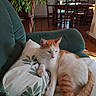 cat, orange_and_white_cat, pet, sleepy, relaxed, sitting, lounging, animal, whiskers, ears, pillow, couch, chair, dining_room, houseplant, indoor, home, sunlight, cozy, portrait