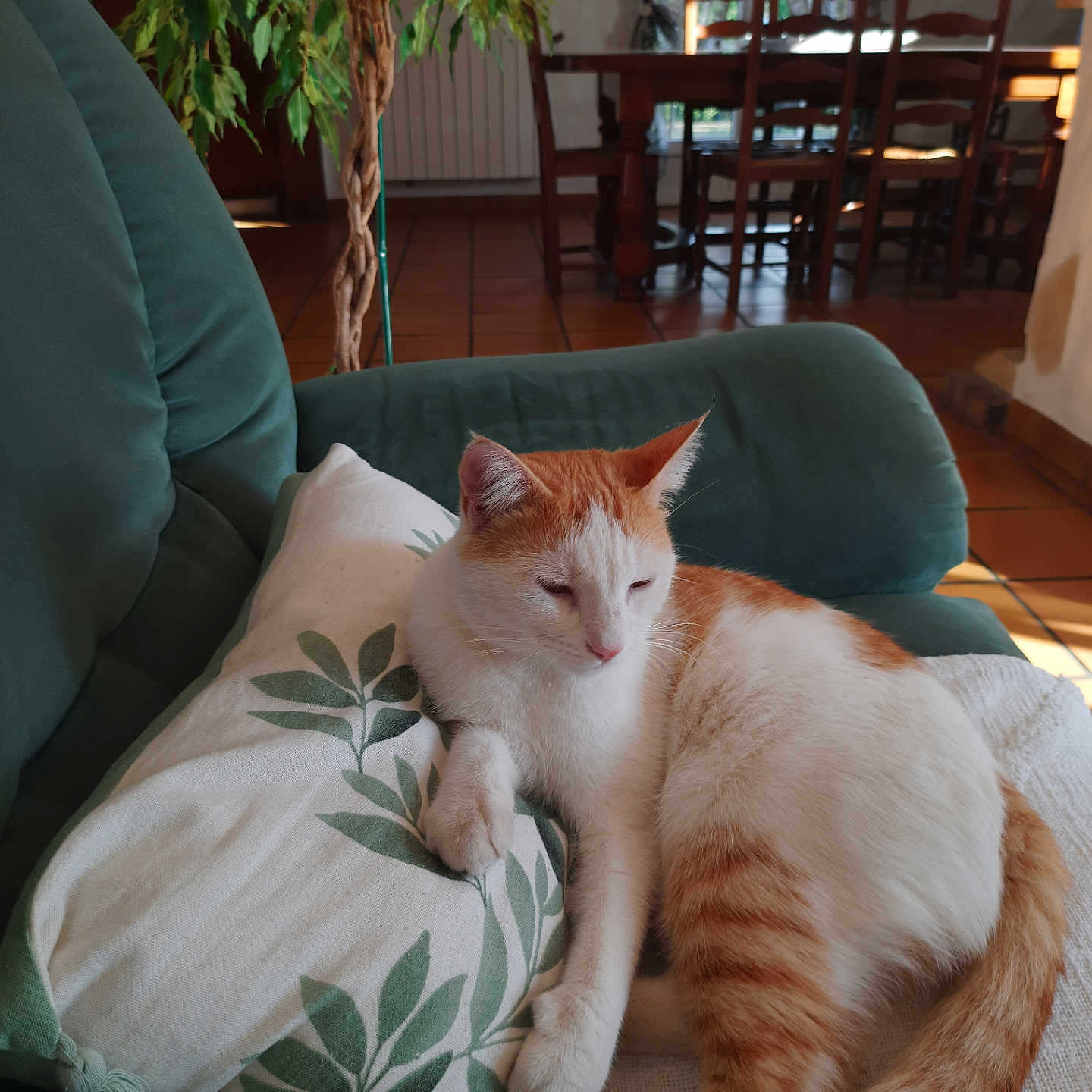 Tigrou participe au concours pour gagner de l'argent avec cette photo : cat, orange_and_white_cat, pet, sleepy, relaxed, sitting, lounging, animal, whiskers, ears, pillow, couch, chair, dining_room, houseplant, indoor, home, sunlight, cozy, portrait