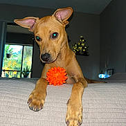 Marley is registered to the contest to win money with this photo: dog, tan_dog, toy, orange_ball, bed, paws, ears, indoor, window, plants, cozy, room, lighting, playful, pet, animal, cute, curious, home, relaxed