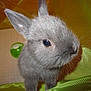 Tux is registered to the contest to win money with this photo: